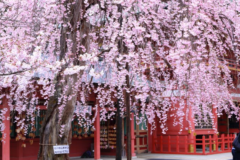 春の代表的な風物といえば、桜ですね。